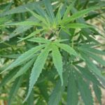 800px Cannabis sativa00 56a3f72d5f9b58b7d0d4b118