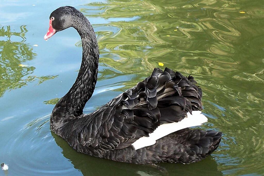 blk swan lg 2 56a0a0585f9b58eba4b23c2f