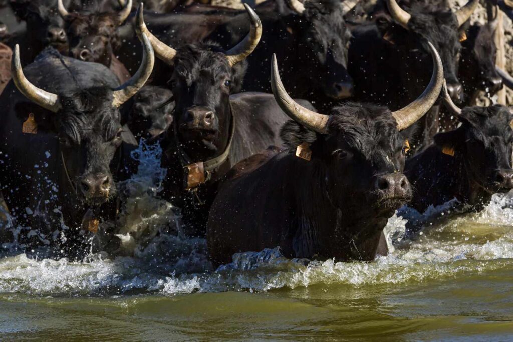 Les hausses de prix sont incroyables même si les bulles sont partout bulls GettyImages 619032190 4213134c83014728bffec743845bd028