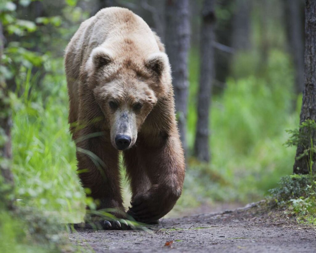 grizzly bear 56a27c8a3df78cf7727699a3