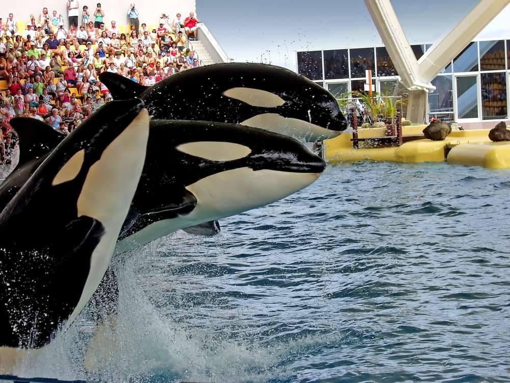 opt aboutcom coeus resources content migration mnn images 2015 10 seaworld orca c6314b061