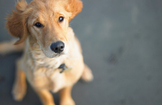 Comprendre l’assurance pour animaux de compagnie : couverture, coûts et avantages